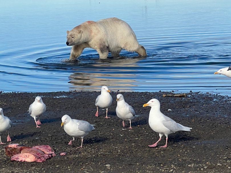 A polar bear walks in water along the shore where multiple seagulls congregate around a piece of meat