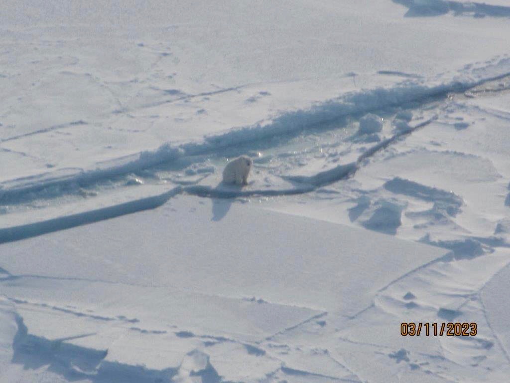 Aerial shot of lone polar sitting in a stretch of icy landscape