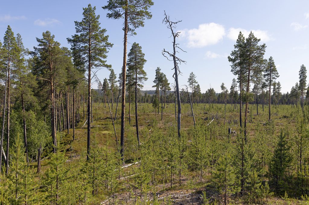 Altto-oja Sámi forest site
