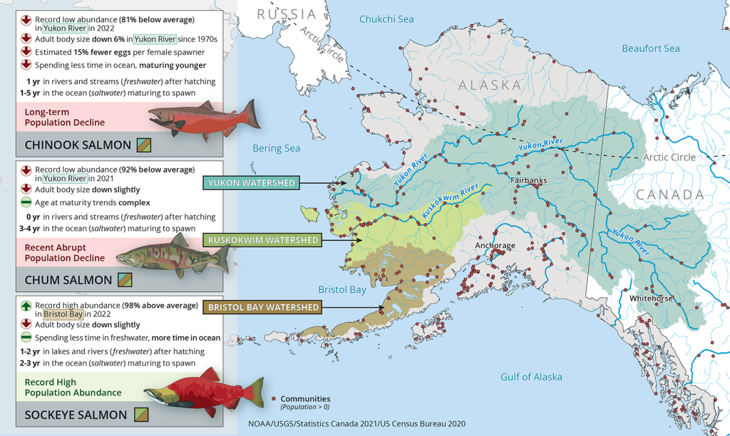 Map of western Alaska contrasting trends in abundance and demographics of key salmon stocks
