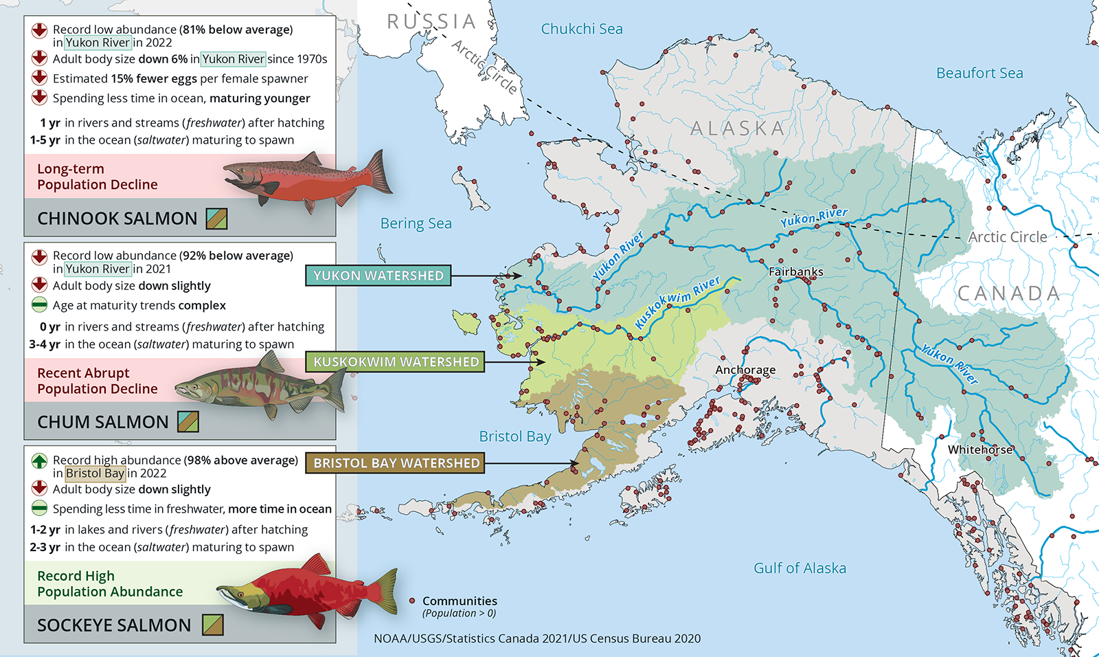 Divergent Responses of Western Alaska Salmon to a Changing Climate