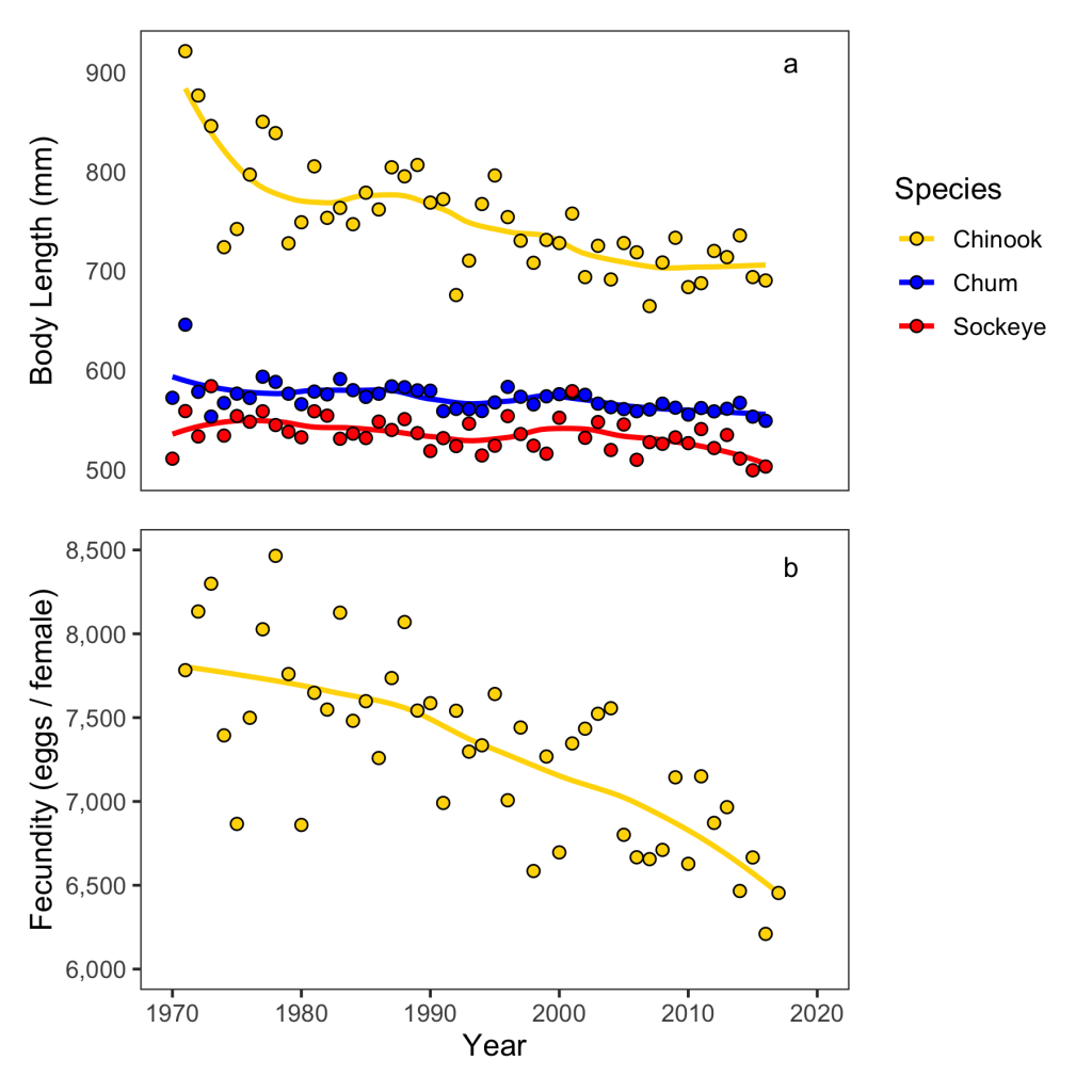 Two scatter plots of trends in body length of Chinook, Chum, and Sockeye salmon in western Alaska and estimated fecundity of Yukon River Chinook salmon