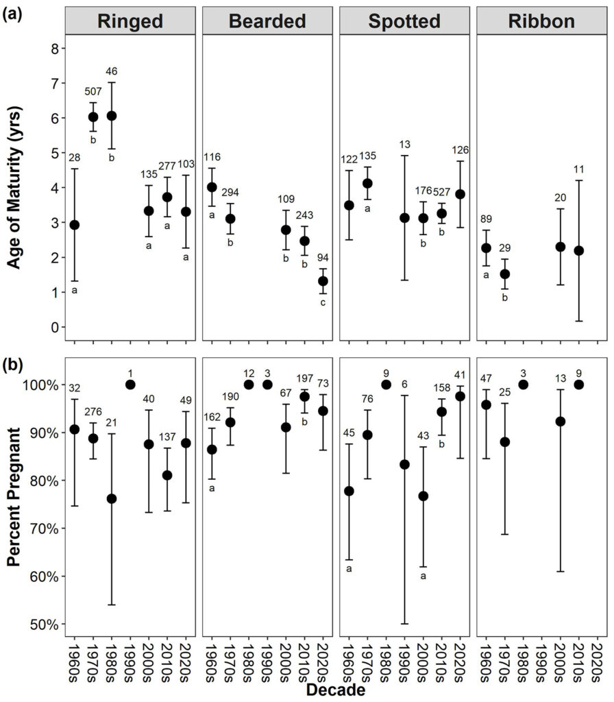 Graphs of mean age of maturity and pregnancy rates for mature ringed, bearded, spotted, and ribbon seals by decade