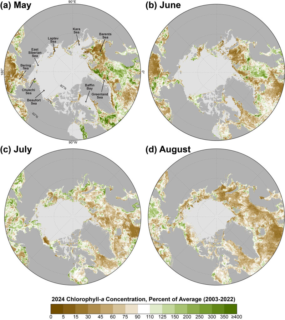 Arctic maps showing mean monthly chlorophyll-a concentrations during 2024 for May, June, July, and August